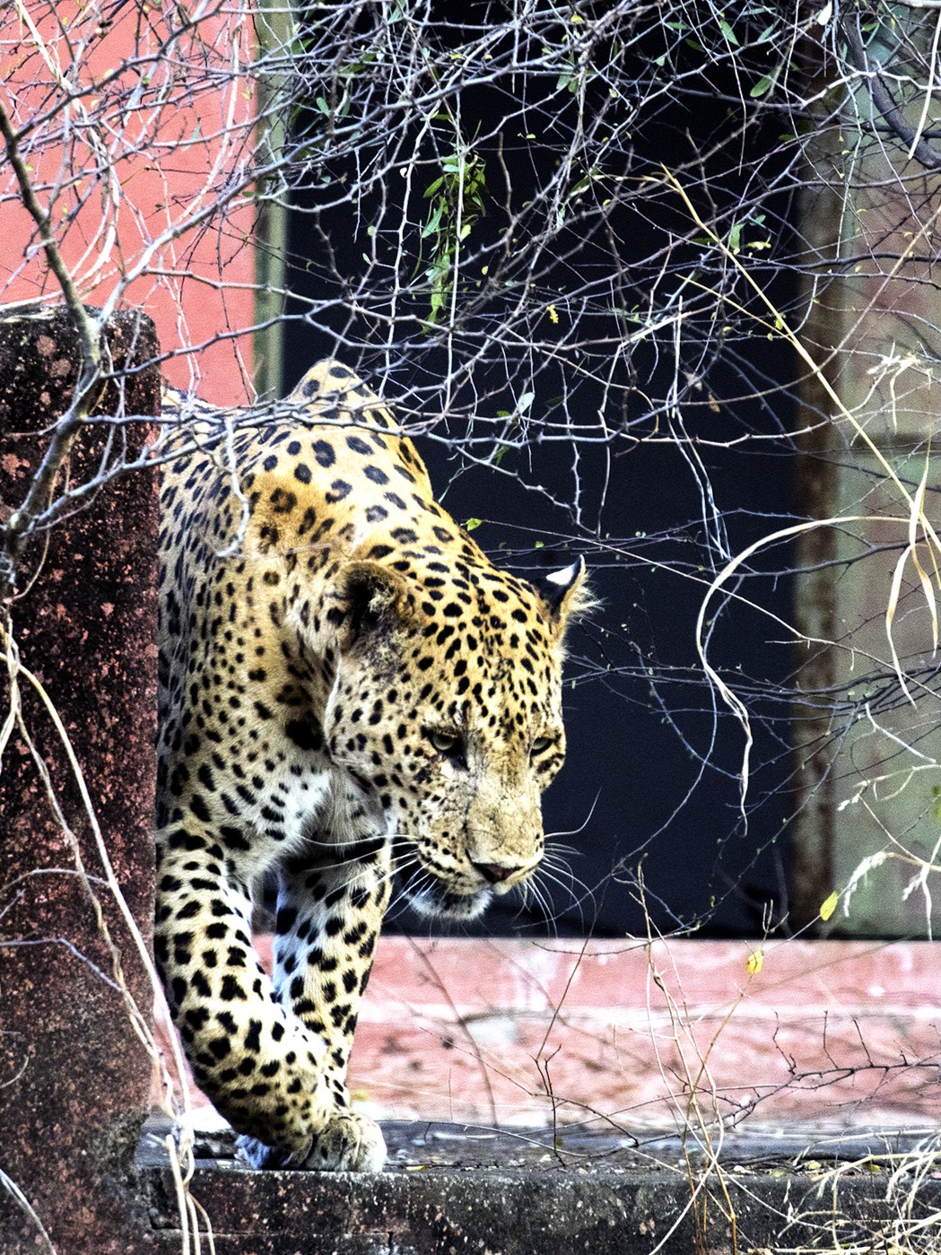 Leopard Rana in Jwala1